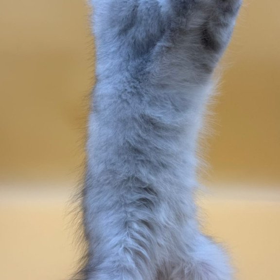 Maine Coon Alma's