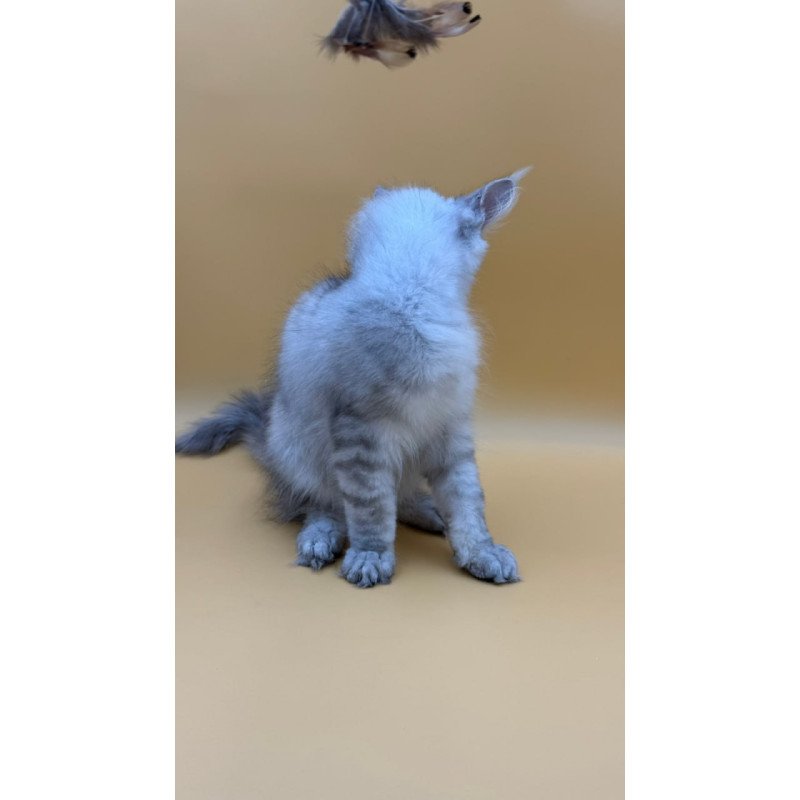 Maine Coon Alma's