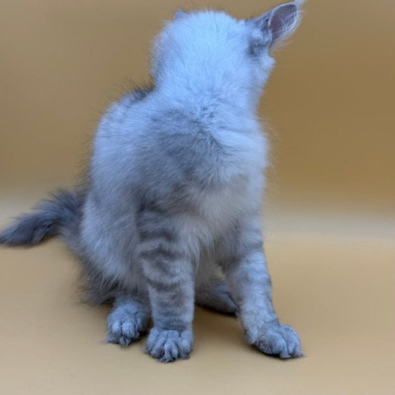 Maine Coon Alma's
