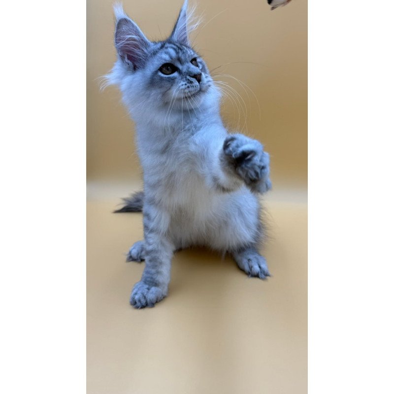 Maine Coon Alma's