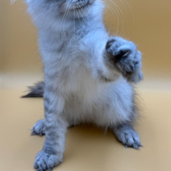 Maine Coon Alma's