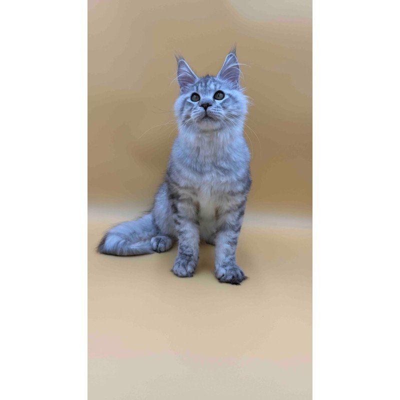 Maine Coon Marcel