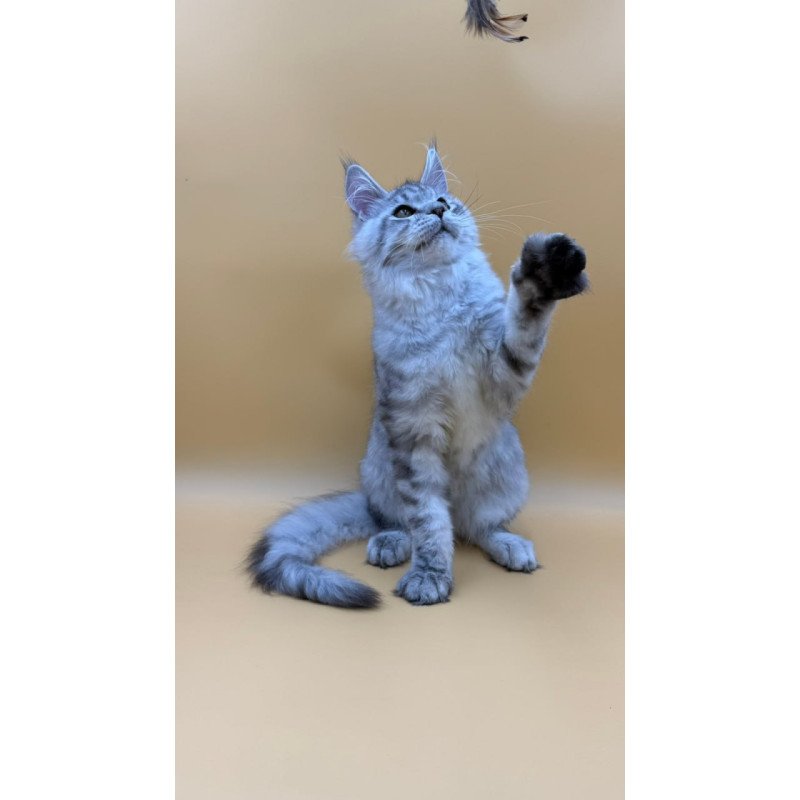 Maine Coon Marcel