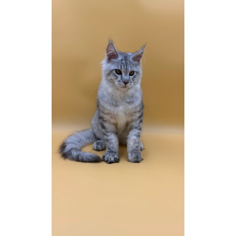 Maine Coon Marcel