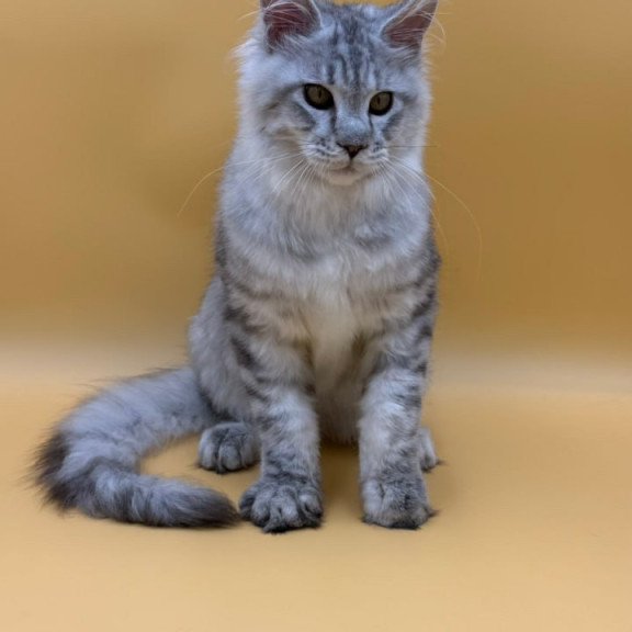 Maine Coon Marcel