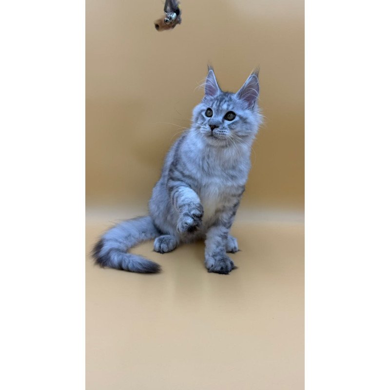 Maine Coon Marcel