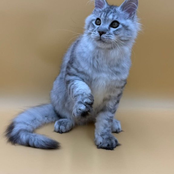 Maine Coon Marcel
