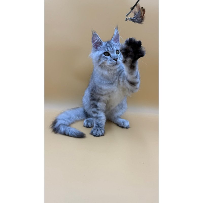 Maine Coon Marcel