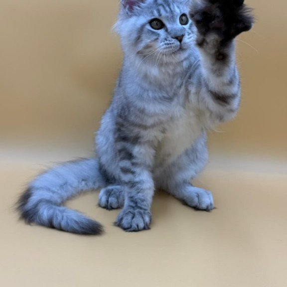 Maine Coon Marcel