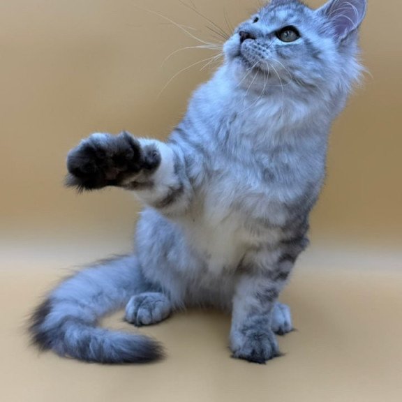 Maine Coon Marcel