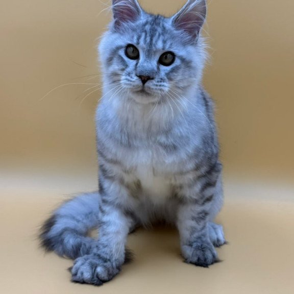 Maine Coon Marcel