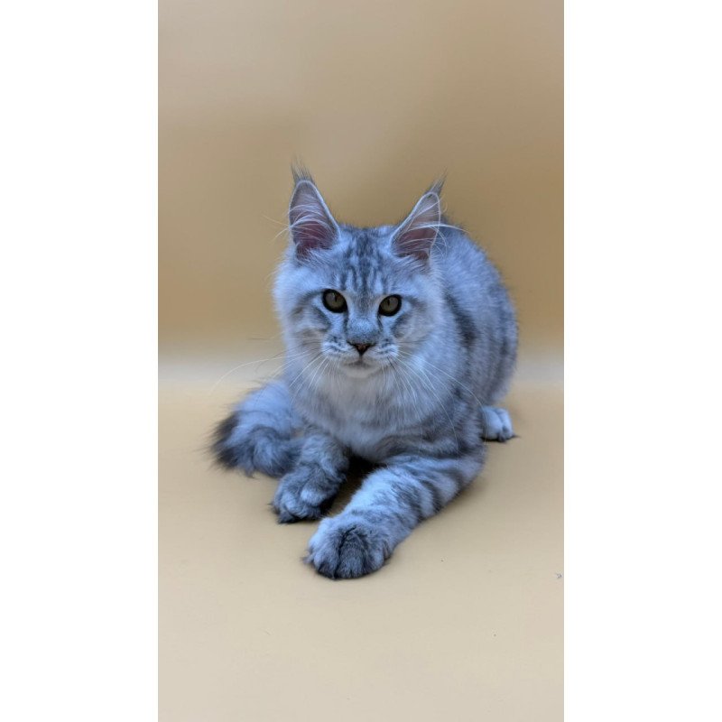 Maine Coon Marcel