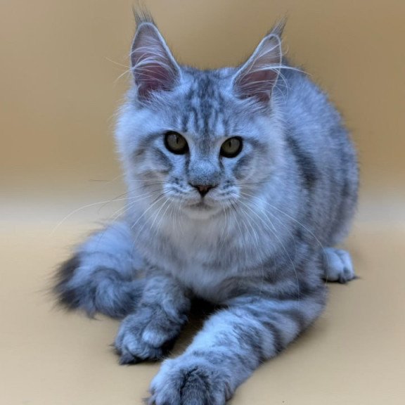 Maine Coon Marcel