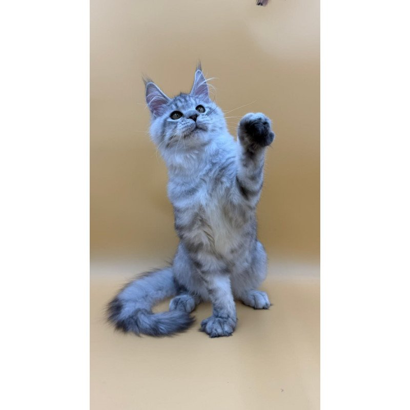 Maine Coon Marcel