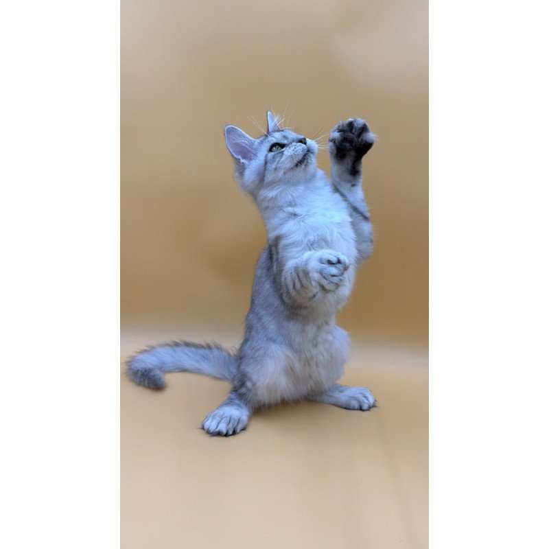 Maine Coon Michelina