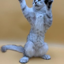 Maine Coon Michelina
