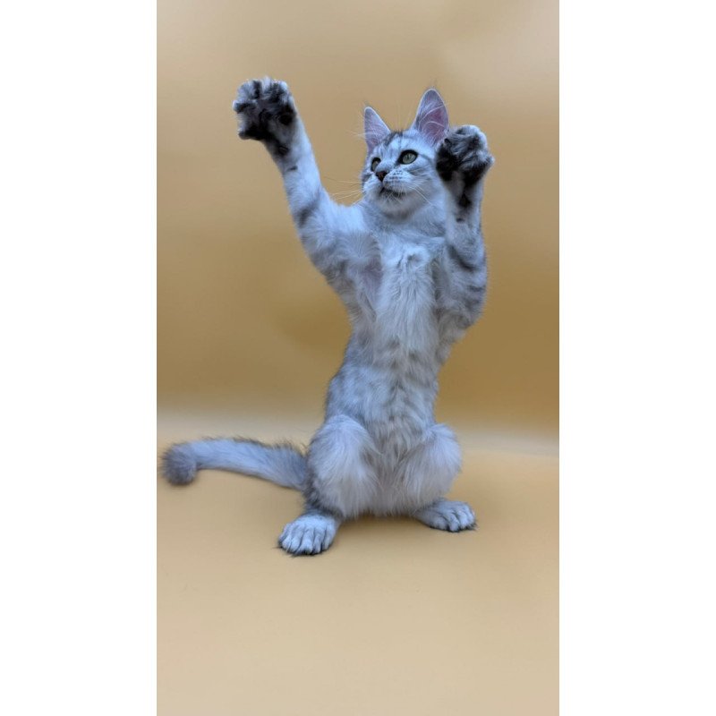Maine Coon Michelina