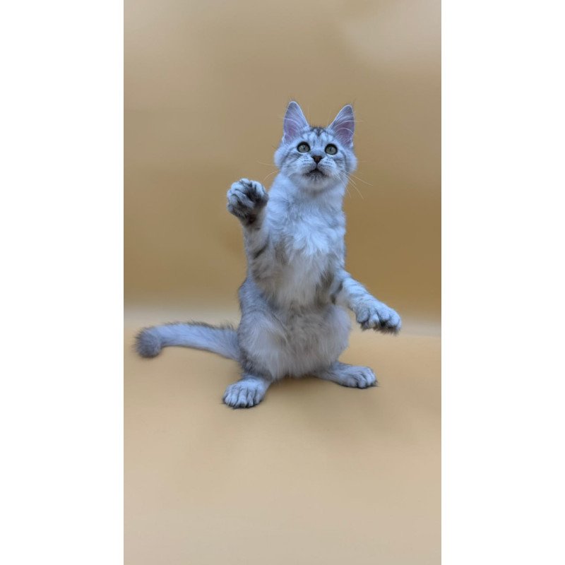 Maine Coon Michelina