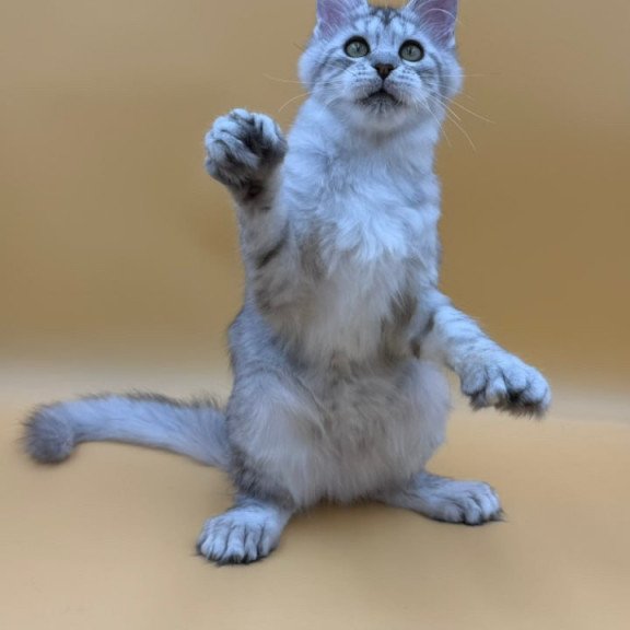 Maine Coon Michelina