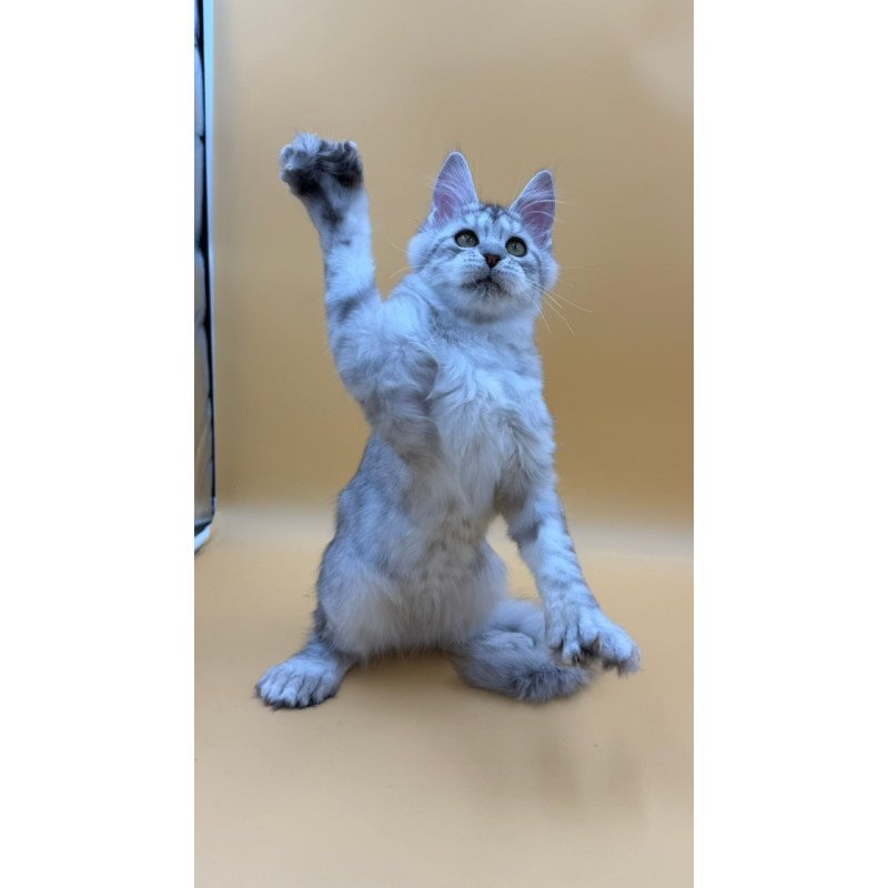 Maine Coon Michelina