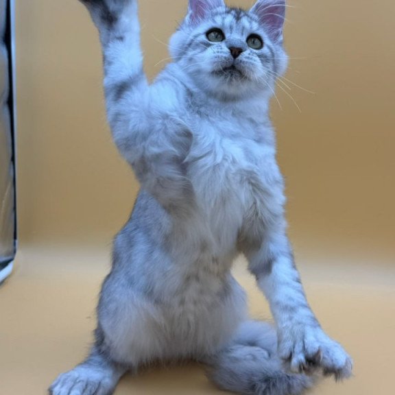 Maine Coon Michelina