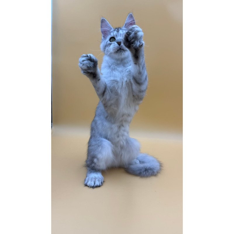 Maine Coon Michelina