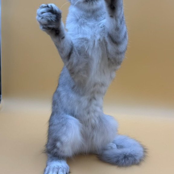 Maine Coon Michelina