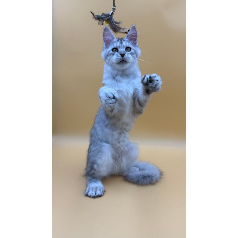 Maine Coon Michelina