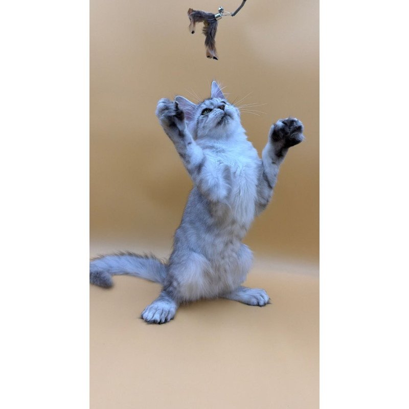 Maine Coon Michelina