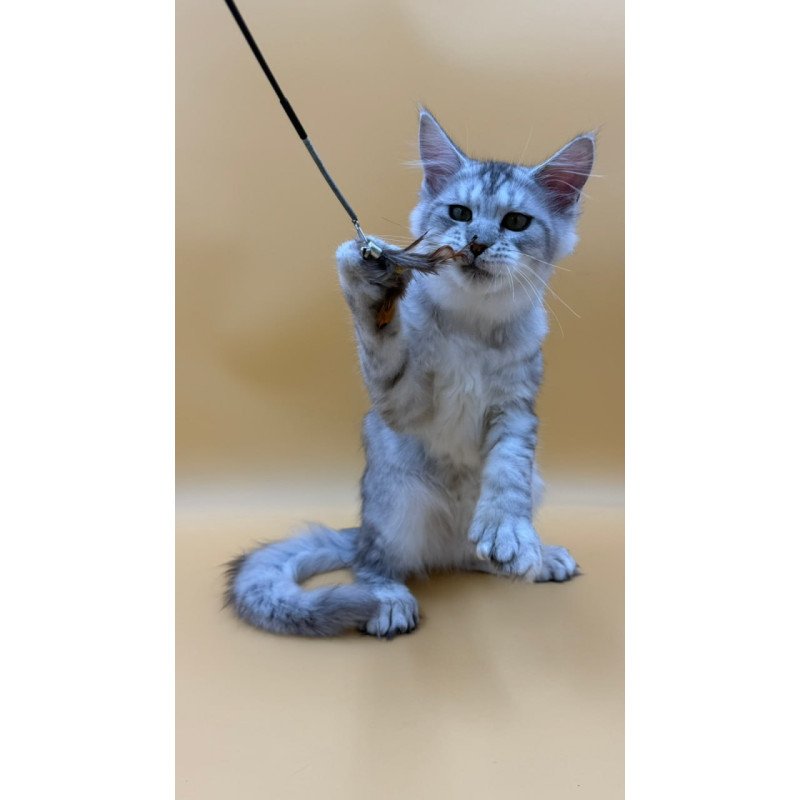 Maine Coon Michelina