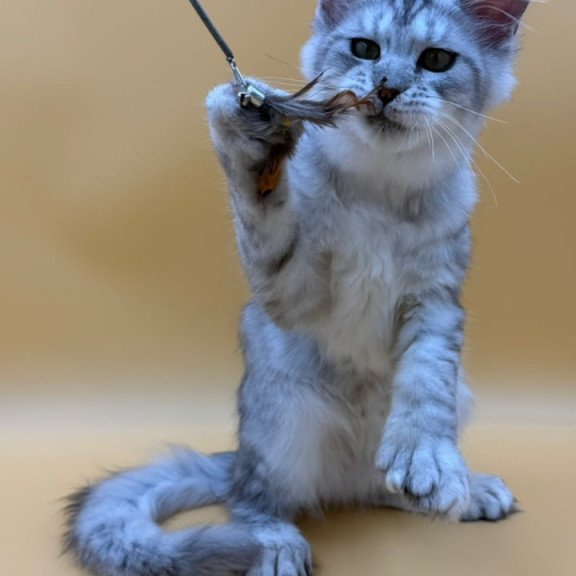 Maine Coon Michelina