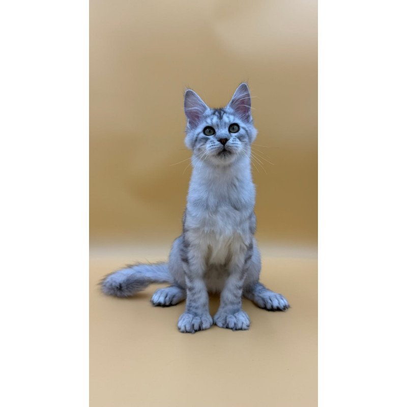 Maine Coon Michelina