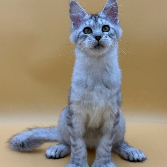 Maine Coon Michelina
