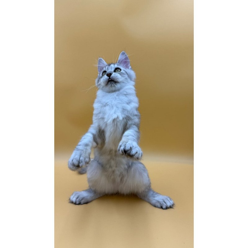 Maine Coon Michelina