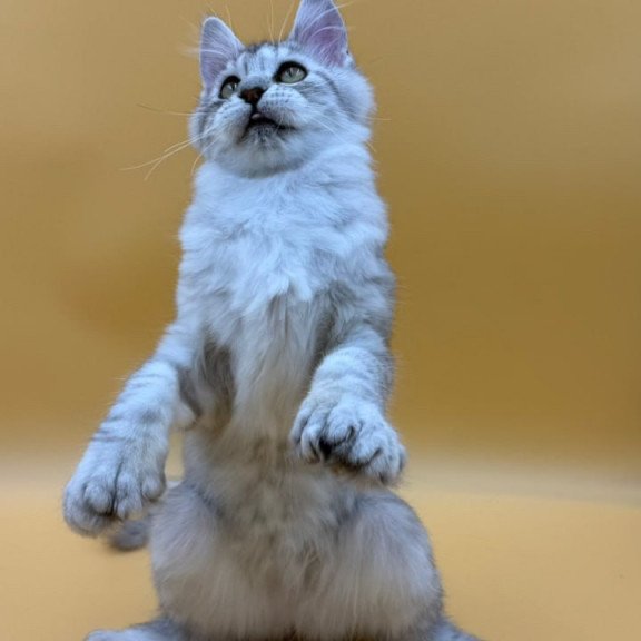 Maine Coon Michelina