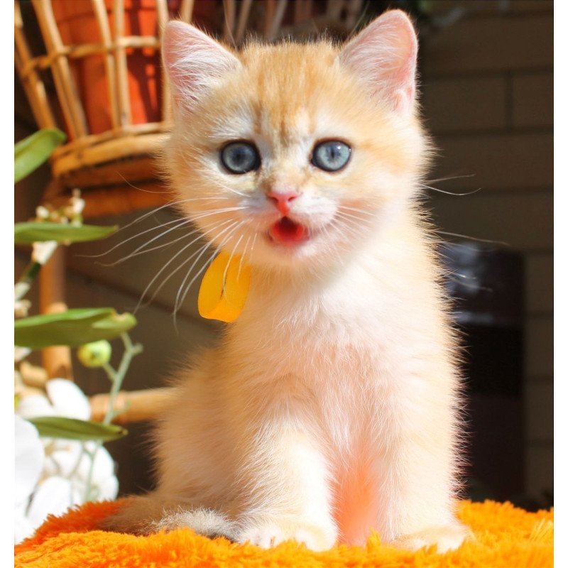 British Hloya