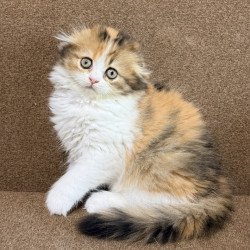 Scottish Carmelita