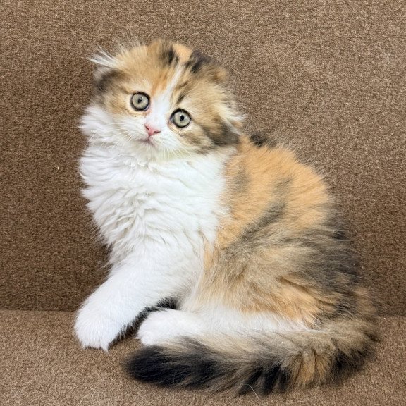 Scottish Carmelita