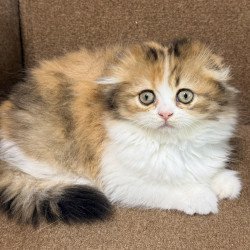 Scottish Carmelita