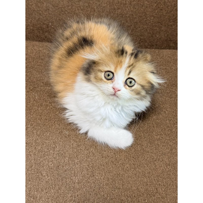 Scottish Carmelita