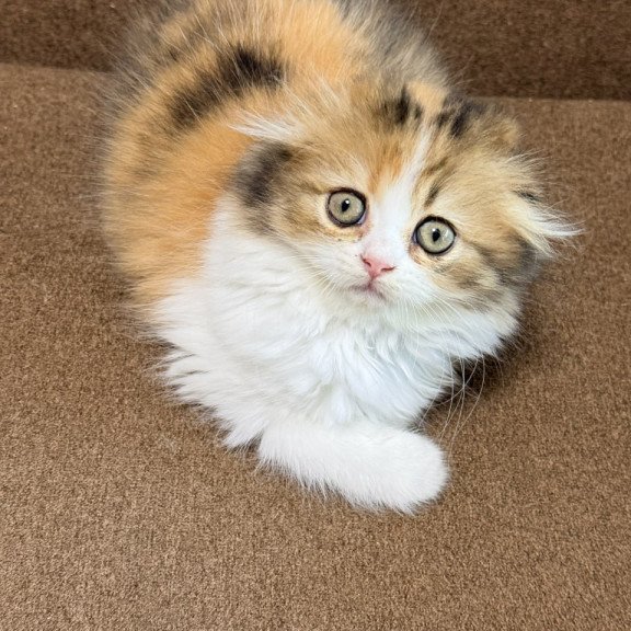 Scottish Carmelita