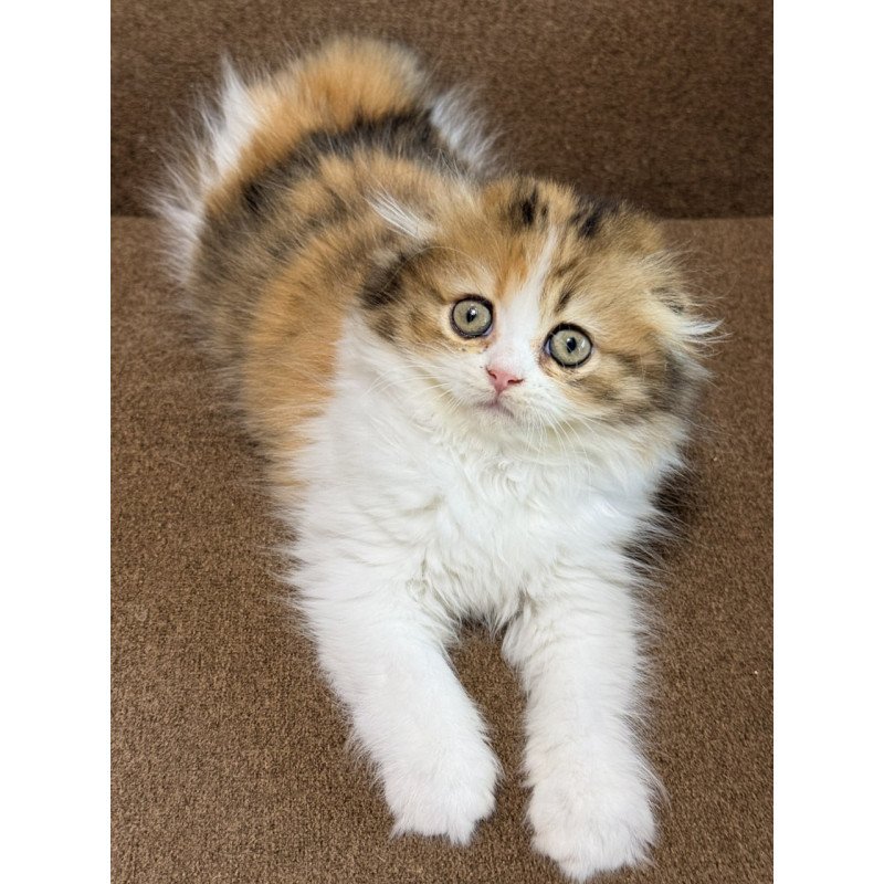 Scottish Carmelita