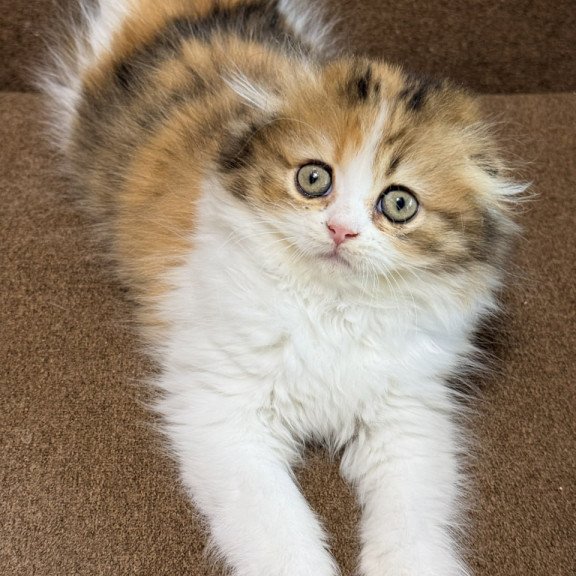 Scottish Carmelita