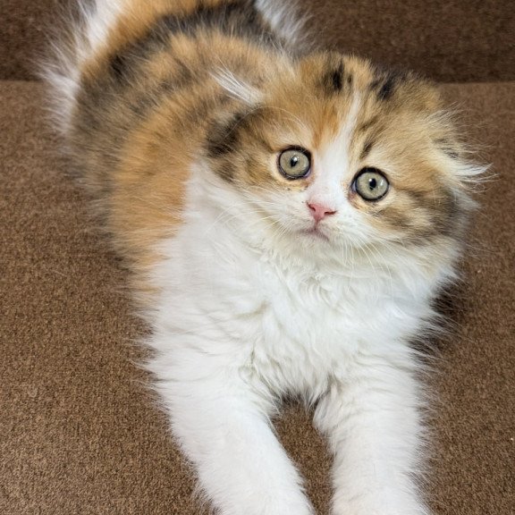 Scottish Carmelita