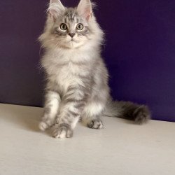 Maine Coon NOV Madagascar