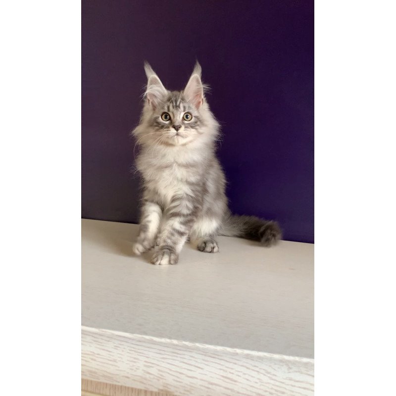 Maine Coon NOV Madagascar