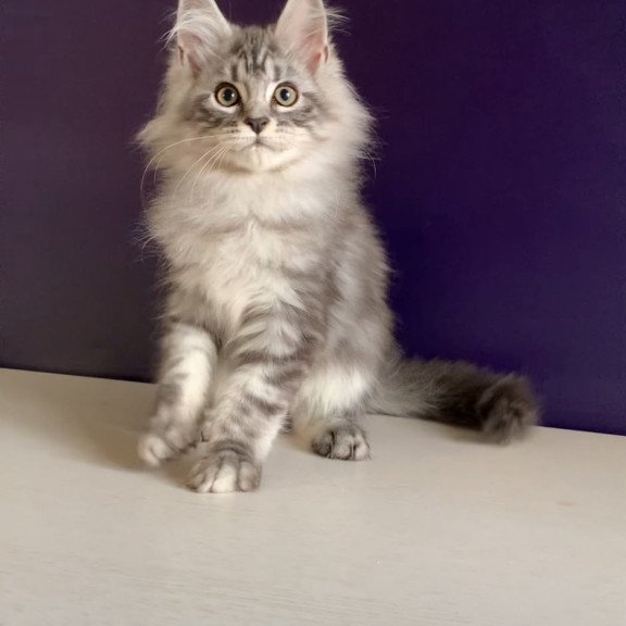 Maine Coon NOV Madagascar