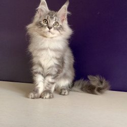 Maine Coon NOV Madagascar