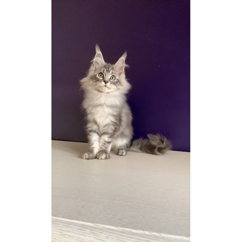 Maine Coon NOV Madagascar