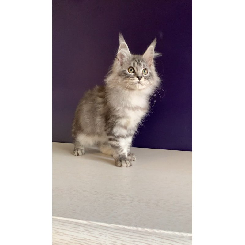 Maine Coon NOV Madagascar